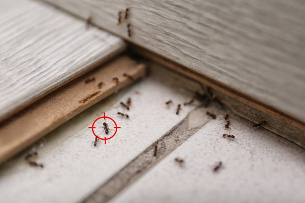 Best Pest Prevention Services  in Baldwin Park, CA