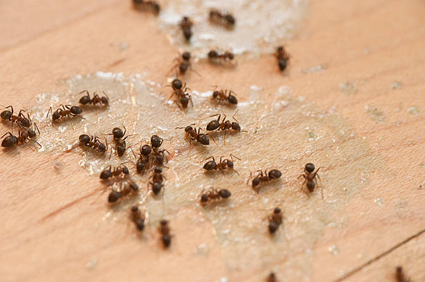 Best Commercial Pest Control Services  in Baldwin Park, CA