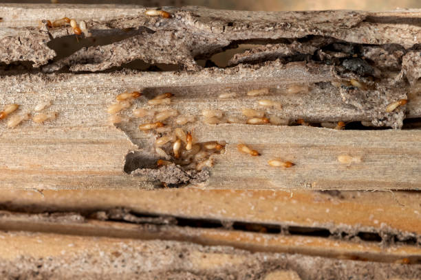Best Exterminator Services  in Baldwin Park, CA
