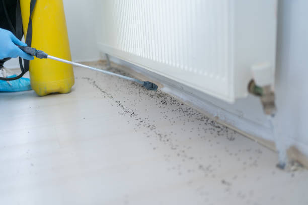 Best Rodent Control Near Me  in Baldwin Park, CA