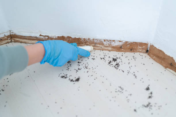 Best Ant Control Services  in Baldwin Park, CA